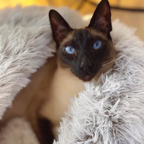 Honden- en Kattenbed Pluche Grottensfeer 2