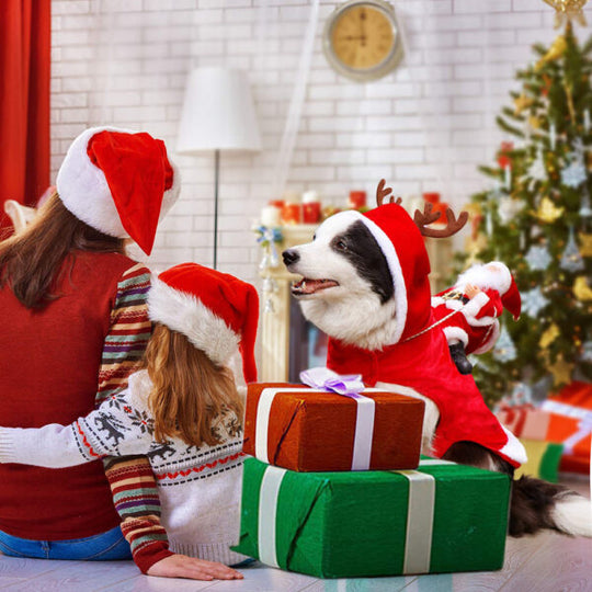 Hondenoutfit voor Kerst 3