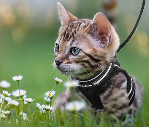 Katten Tuigje voor Avontuurlijke Wandeling met Reflecterende Strips 1